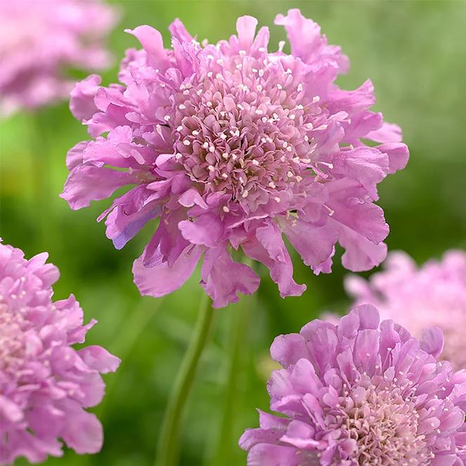 (Pincushion Flower) Scabiosa japonica Ritz Rose from Swift Greenhouses