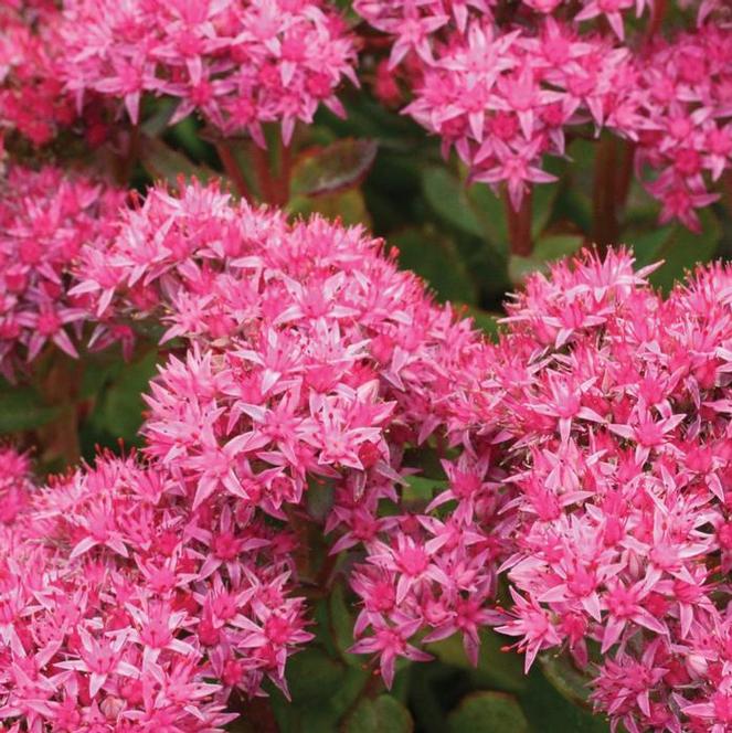 (Stonecrop) Sedum maximum Abbeydore from Swift Greenhouses