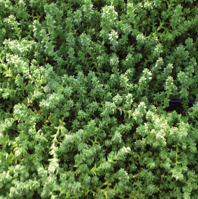 (Stonecrop) Sedum acre from Swift Greenhouses