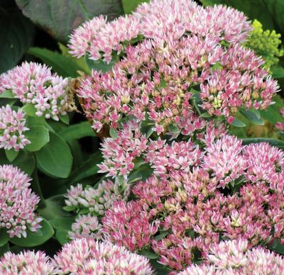 (Stonecrop) Sedum maximum Autumn Fire from Swift Greenhouses