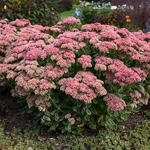 (Stonecrop) Sedum maximum Autumn Joy from Swift Greenhouses