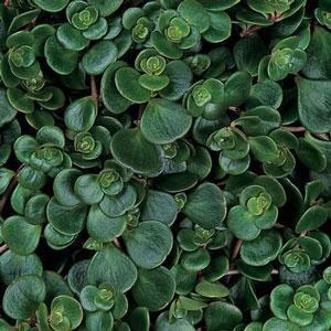 (Stonecrop) Sedum tetractinum Coral Reef from Swift Greenhouses