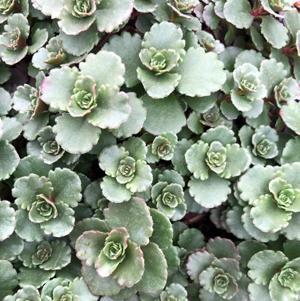 (Stonecrop) Sedum spurium Elizabeth from Swift Greenhouses