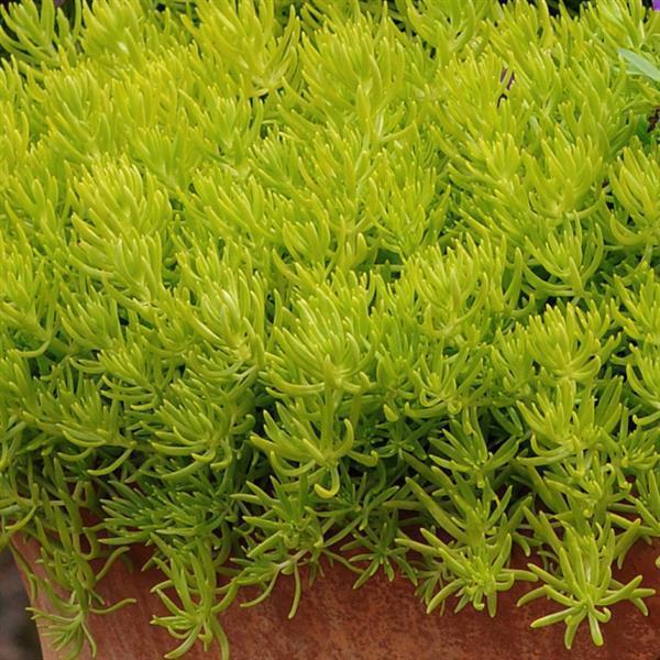 (Stonecrop) Sedum mexicanum Lemon Ball from Swift Greenhouses