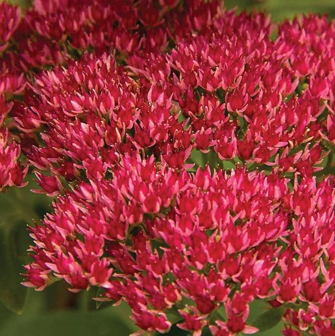 (Stonecrop) Sedum spurium Summer Glory from Swift Greenhouses