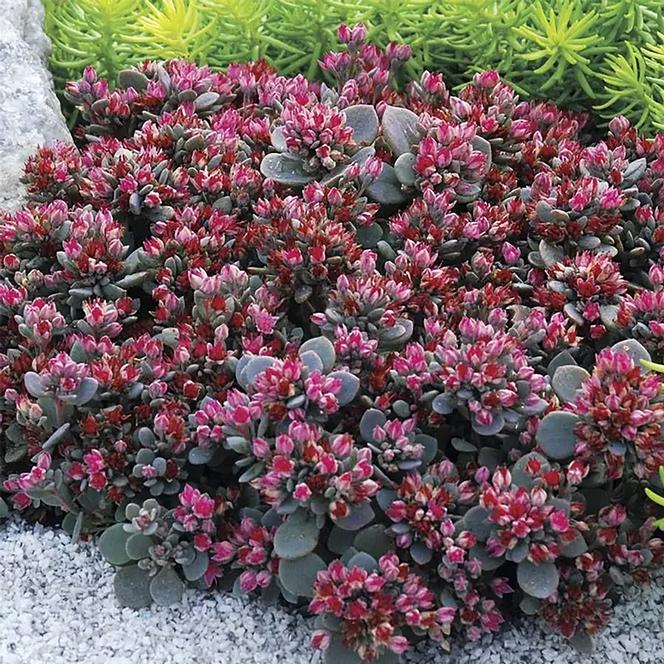 (Stonecrop) PP # 27,113 Sedum SunSparkler™ Blue Elf from Swift Greenhouses