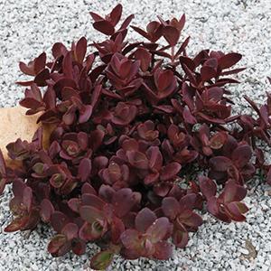 (Stonecrop) PP # 24,603 Sedum SunSparkler™ Cherry Tart from Swift Greenhouses