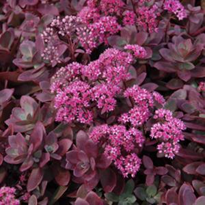 (Stonecrop) PP # 26,595 Sedum SunSparkler™ Firecracker from Swift Greenhouses