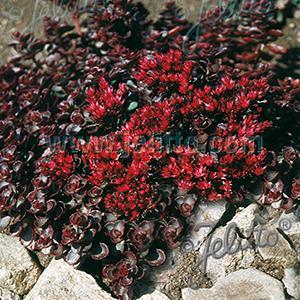 (Stonecrop) Sedum spurium Voodoo from Swift Greenhouses