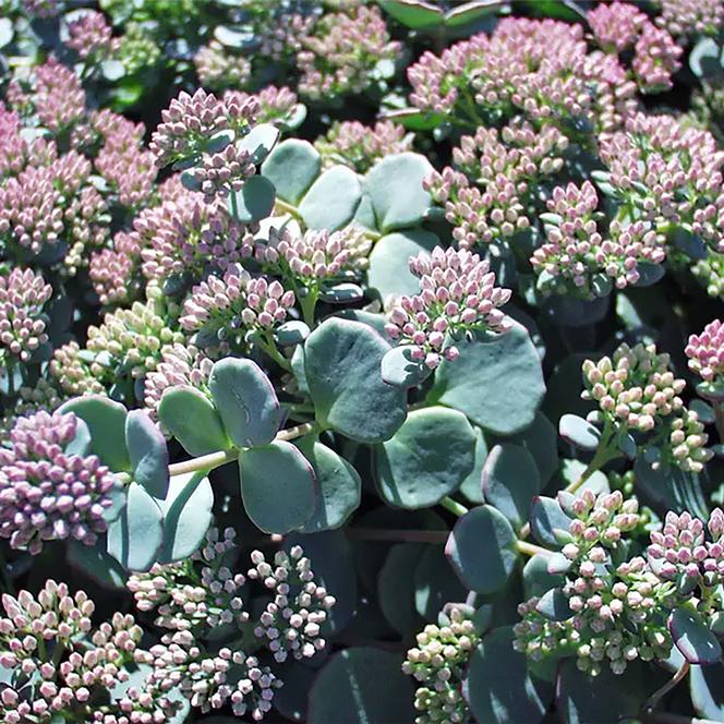 (Stonecrop) Sedum sieboldii from Swift Greenhouses