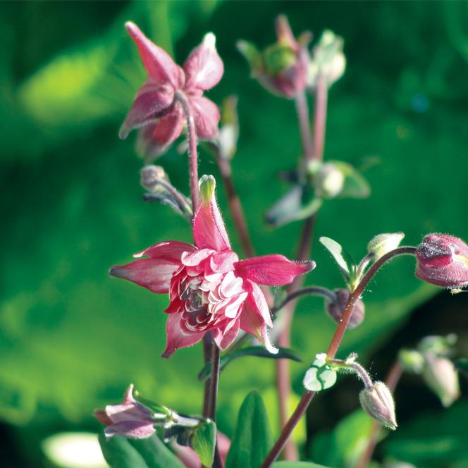 (Columbine) Semi-Aquilegia Ecalcarata from Swift Greenhouses