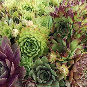 (Hens and Chicks) Sempervivum Hens & Chicks Mix from Swift Greenhouses