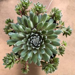 (Hens and Chicks) Sempervivum Jade Rose from Swift Greenhouses