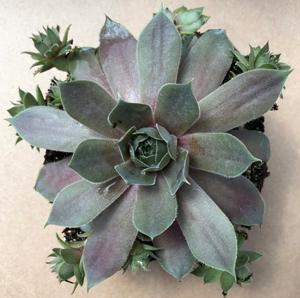 (Hens and Chicks) Sempervivum Purple Beauty from Swift Greenhouses