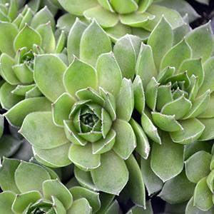 (Hen and Chicks) Sempervivum Silver King from Swift Greenhouses