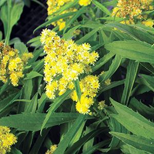 (Goldenrod) PP # 17,297 Solidago hybrid Little Lemon from Swift Greenhouses