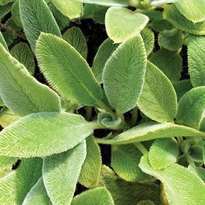 (Lamb's Ear) Stachys lanata Fuzzy Wuzzy from Swift Greenhouses