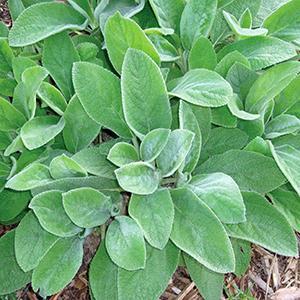 (Big Ears) Stachys byzantina Helene von Stein from Swift Greenhouses