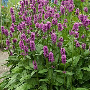 (Betony) Stachys monieri Hummelo from Swift Greenhouses