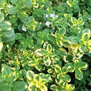 (Citrus Thyme) Thymus citriodorus aureus variegatus Lemon Thyme from Swift Greenhouses