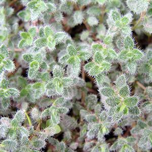 (Wooly Thyme) Thymus pseudolanuginosus Wooly Thyme from Swift Greenhouses