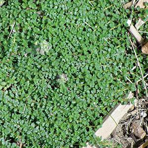 (Creeping Thyme) Thymus praecox Minus from Swift Greenhouses