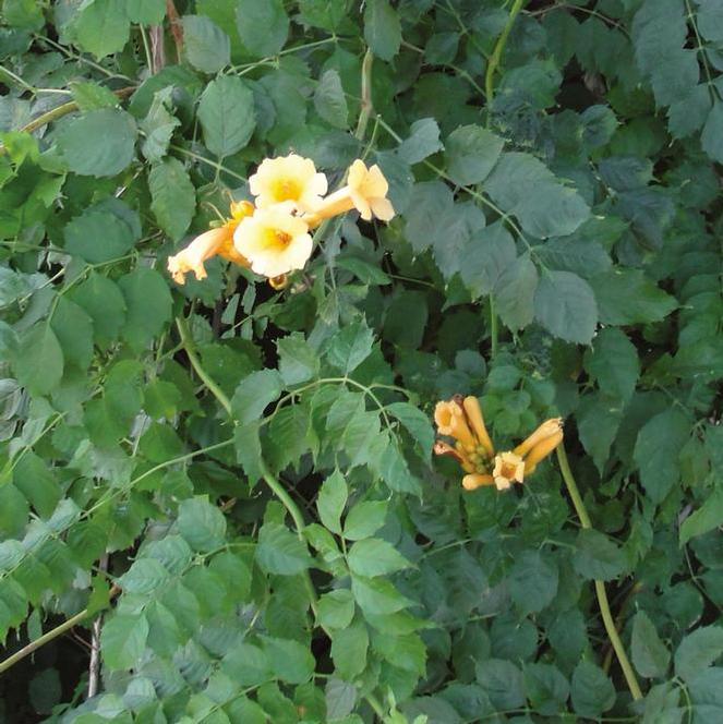 (Trumpet Vine) Campsis radicans Flava Yellow from Swift Greenhouses