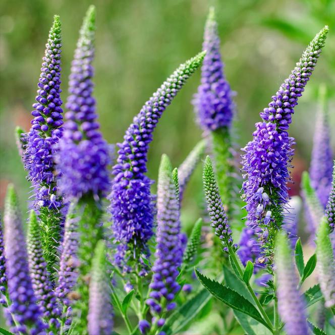 (Speedwell) Veronica spicata Blue from Swift Greenhouses