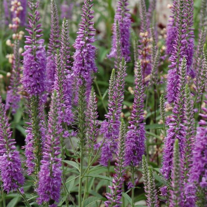 (Speedwell) Veronica spicata Eveline from Swift Greenhouses