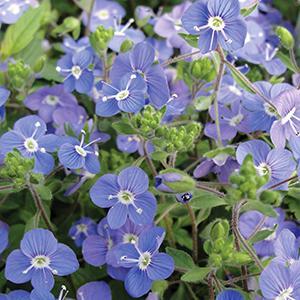 (Speedwell) Veronica peduncularis Georgia Blue from Swift Greenhouses