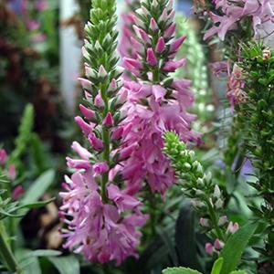 (Speedwell) Veronica hybrida Giles van Hees from Swift Greenhouses