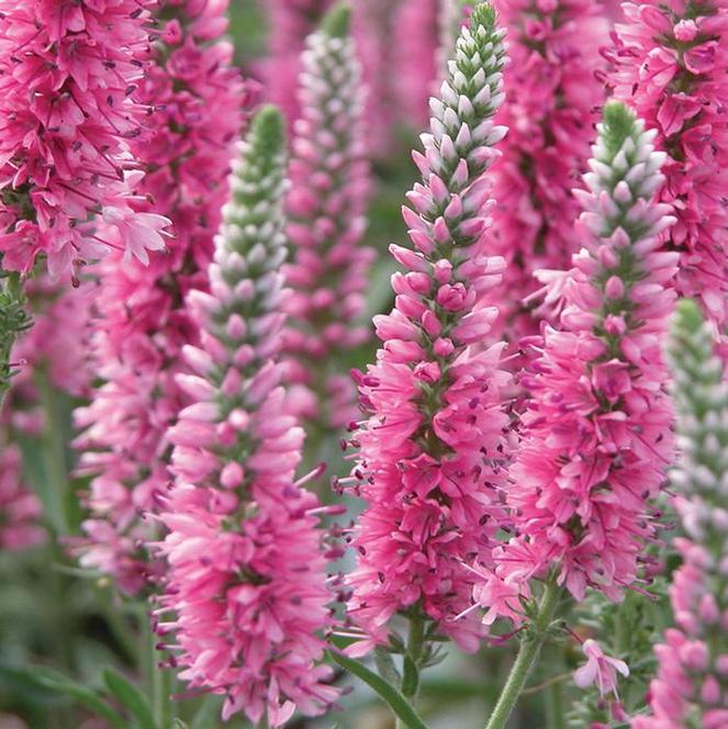 (Speedwell) Veronica spicata Red Fox from Swift Greenhouses