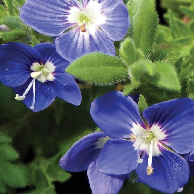 (Speedwell) PP # 23,341 Veronica hybrida Tidal Pool from Swift Greenhouses