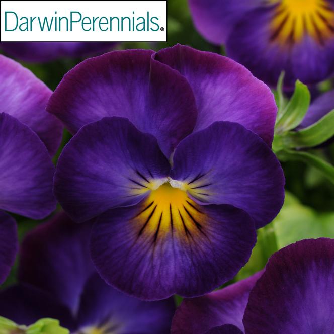 (Violet) PP # 24,428 Viola cornuta Halo™ Violet from Swift Greenhouses