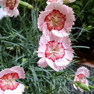 (Hybrid Pinks) PP # 29,900 Dianthus hybrida American Pie® Georgia Peach Pie from Swift Greenhouses