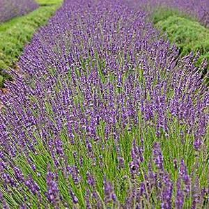 (English Lavender) PP # 24,193 Lavandula x intermedia Phenomenal from Swift Greenhouses