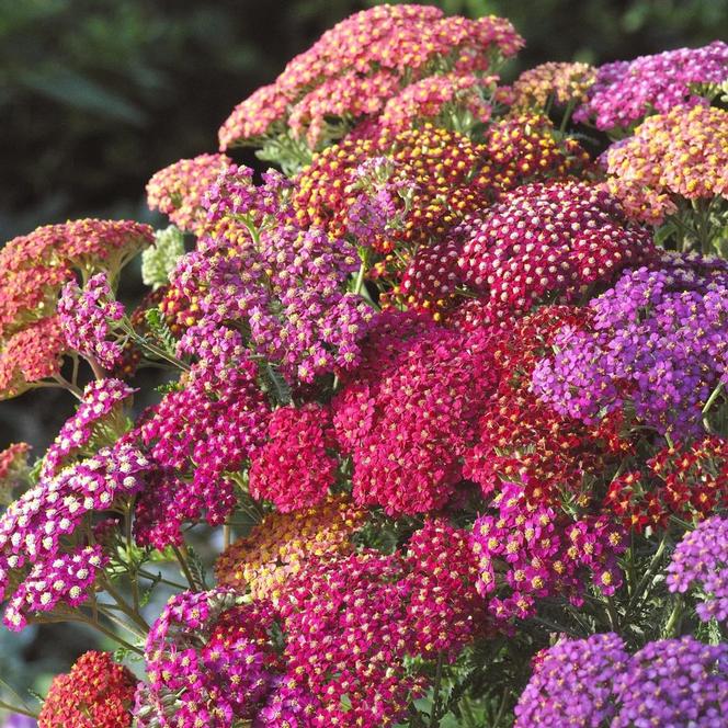 (Yarrow) Achillea millefolium Flowerburst™ Red Shades from Swift Greenhouses