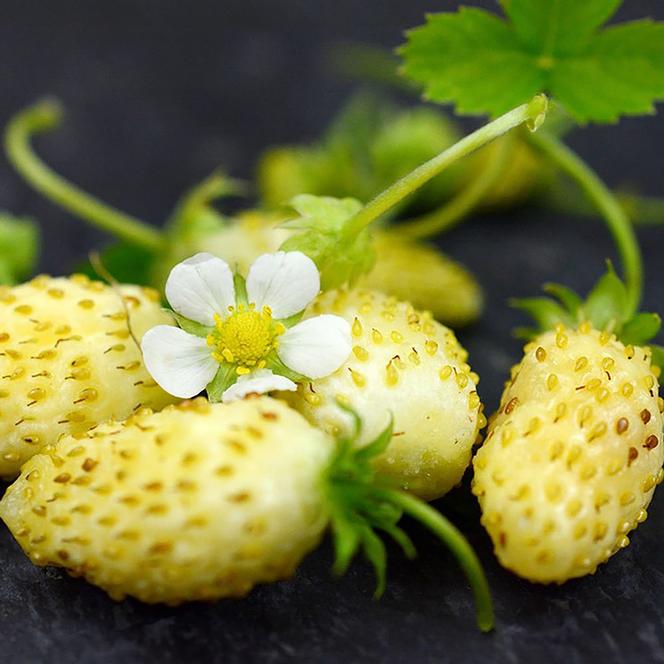 (Alpine Strawberry) Fragaria vesca Yellow Wonder from Swift Greenhouses