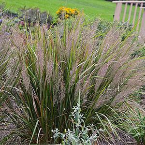 Calamagrostis brachytricha Grass Perennial Feather Reed from Swift Greenhouses