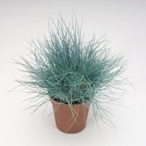 Festuca valesiaca Grass Perennial Fescue Buddy Blue from Swift Greenhouses