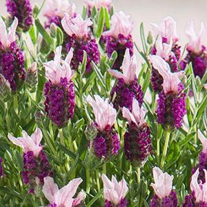 (Spanish Lavender) Lavandula stoechas Bandera Pink from Swift Greenhouses