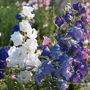 (Canterbury Bells) Campanula medium Cup & Saucer Mix from Swift Greenhouses