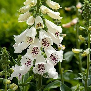 (Foxglove) Digitalis purpurea Dalmatian White from Swift Greenhouses