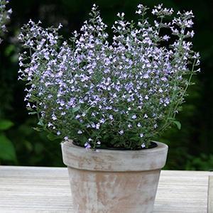 (Lesser Catmint) Calamintha nepeta Marvelette Blue from Swift Greenhouses