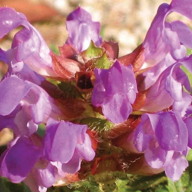 (Self-Heal) Prunella grandiflora Bella Deep Rose from Swift Greenhouses