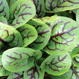 Rumex sanguineus Herb Annual - Sorrel Red Veined from Swift Greenhouses