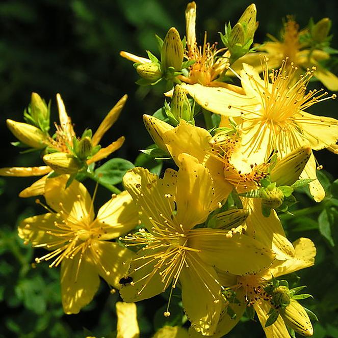 (St. John's Wort) Hypericum perforatum Topas from Swift Greenhouses