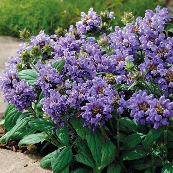 (Self-Heal) Prunella grandiflora Lacy Blue from Swift Greenhouses