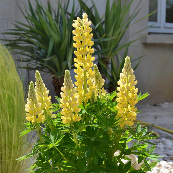 (Lupine) Lupinus polyphyllus Mini Gallery® Yellow from Swift Greenhouses