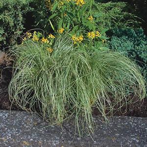 Carex comans Grass Annual Amazon Mist from Swift Greenhouses